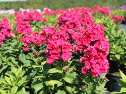 Phlox Starfire Foto Horstmann