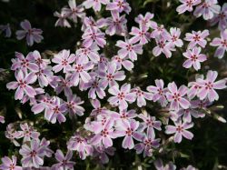 Polsterphlox Foto Horstmann