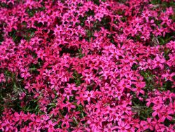 Polsterphlox Scarlet Flame Foto Horstmann