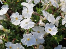 Polster Flammenblume / Polsterphlox - Phlox subulata 'White Delight'