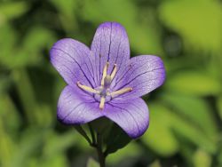 Baumschule Horstmann: Großblütige Ballonglocke, Platycodon grandiflorus, Topfballen