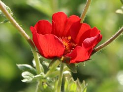Garten-Fingerkraut 'Gibson Scarlet', Potentilla atrosanguinea 'Gibson Scarlet'