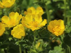 Gro�bl�tiges Fingerkraut - Potentilla megalantha