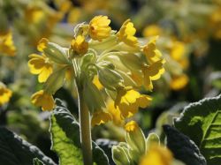 Primula veris Foto Horstmann