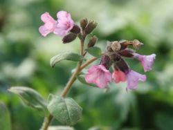 Kleingeflecktes Lungenkraut - Pulmonaria officinalis 'Dora Bielefeld'