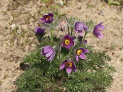Gewöhnliche Küchenschelle, Pulsatilla vulgaris