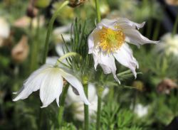 Weißblühende Küchenschelle `Alba`, Pulsatilla vulgaris `Alba`