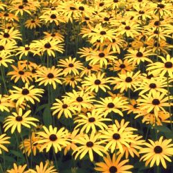 Baumschule Horstmann: Deam-Sonnenhut, Rudbeckia fulgida var.deamii, Topfballen