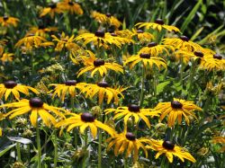 Baumschule Horstmann: Prächtiger Sonnenhut Goldsturm, Rudbeckia fulgida var. sullivantii Goldsturm