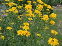 Baumschule Horstmann: Gefülltblühender Sonnenhut Goldquelle, Rudbeckia laciniata Goldquelle