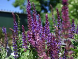 Garten-Salbei `Ostfriesland`, Salvia nemorosa `Ostfriesland`, Topfballen