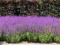 Garten Salbei - Salvia nemorosa 'Ostfriesland'