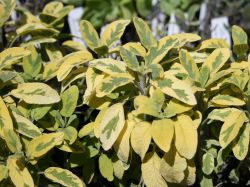 Garten-Salbei `Aurea`, Salvia officinalis `Aurea`, Topfballen