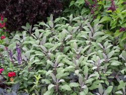 Roter Garten Salbei - Salvia officinalis 'Purpurascens'