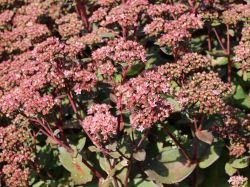 Dunkelbl�ttriges Garten Fettblatt - Sedum telephium subsp. maximum 'Matrona'