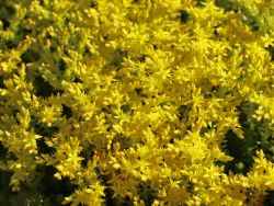 Milder Mauerpfeffer - Sedum sexangulare