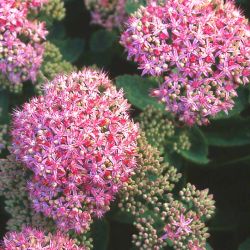 Baumschule Horstmann: Prächtiges Fettblatt Brillant / Fetthenne, Sedum spectabile Brilliant