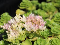 Schneeteppich-Fettblatt / Fetthenne - Sedum spurium 'Album Superbum'