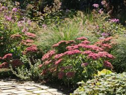 Hohes Herbst Fettblatt / Fetthenne - Sedum telephium 'Herbstfreude'