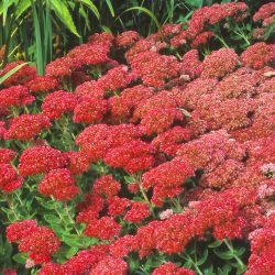 Baumschule Horstmann: Hohes Herbst-Fettblatt Herbstfreude / Fetthenne, Topfballen