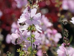 Garten-Pr�riemalve 'Elsie Heugh', Sidalcea malviflora 'Elsie Heugh', Topfballen