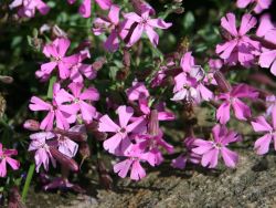 Garten Leimkraut - Silene schafta 'Splendens'