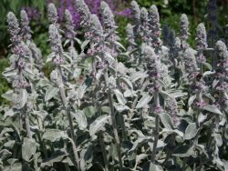 Wollziest - Stachys byzantina
