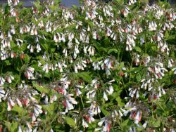 Garten-Beinwell, Symphytum grandiflorum `Hidcote Blue`, Topfballen
