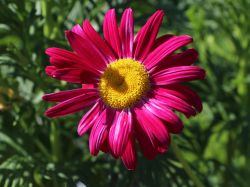Bunte Margerite `Robinsons Red` / Feuermagerite, Topfballen