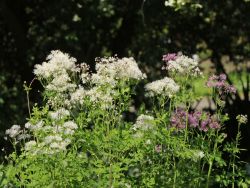 Wiesenraute, Akeleiblättrige Amstelraute, Thalictrum aquilegifolium, Topfballen