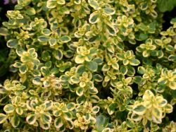 Zitronenthymian `Golden Dwarf`, Thymus x citriodorus `Golden Dwarf`, Topfware
