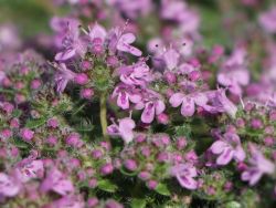 Garten-Thymian `Minus`, Thymus praecox `Minus`, Topfballen