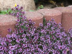 Scharlachroter Feld-Thymian, Thymus serpyllum `Coccineus`, Topfballen
