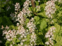 Herzblättrige Schaumblüte, Tiarella cordifolia, Topfballen