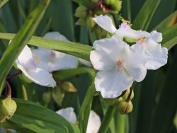 Garten-Dreimasterblume, wei�, Tradescantia x andersoniana, wei�, Topfballen