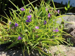 Garten-Dreimasterblume dunkelviolett, Tradescantia x andersoniana, dunkelviolett