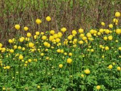 Garten-Trollblume, Trollius europaeus, Topfballen