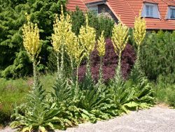 Kandelaber-Königskerze, Verbascum olympicum, Topfballen
