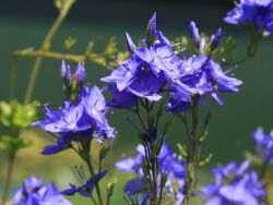 Garten-Ehrenpreis `Königsblau`, Veronica teucrium `Königsblau`, Topfballen