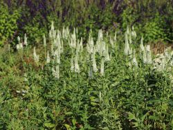 Garten-Ehrenpreis `Schneeriesin`, Veronica longifolia `Schneeriesin`, Topfballen