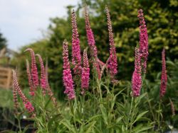 �hriger Ehrenpreis - Veronica spicata 'Heidekind'