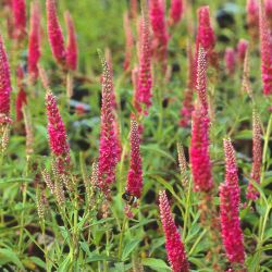 hriger Ehrenpreis `Heidekind`, Veronica spicata `Heidekind`, Topfballen