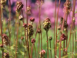 Pimpinelle, Sanguisorba minor, Topfballen