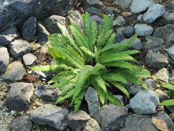 Gew�hnlicher Rippenfarn - Blechnum spicant