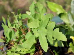 Perlfarn - Onoclea sensibilis
