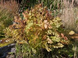 Purpurk�nigsfarn - Osmunda regalis 'Purpurascens'