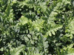 Gemeiner T�pfelfarn - Polypodium vulgare