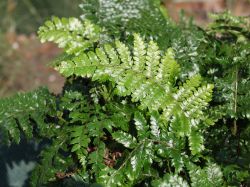 Japanischer Schildfarn - Polystichum polyblepharum