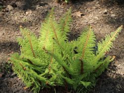 Schmaler Filigranfarn - Polystichum setiferum 'Proliferum'