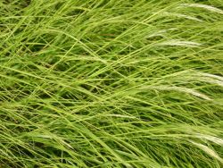 Silberährengras weiß /  Ränkgras, Stipa calamagrostis syn. Achnatherum, Topfware